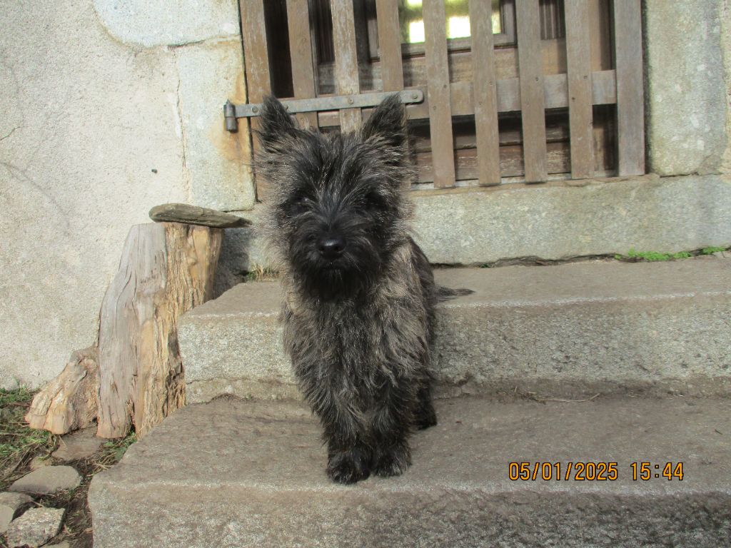 Des Cedres De Bourdane - Chiot disponible  - Cairn Terrier