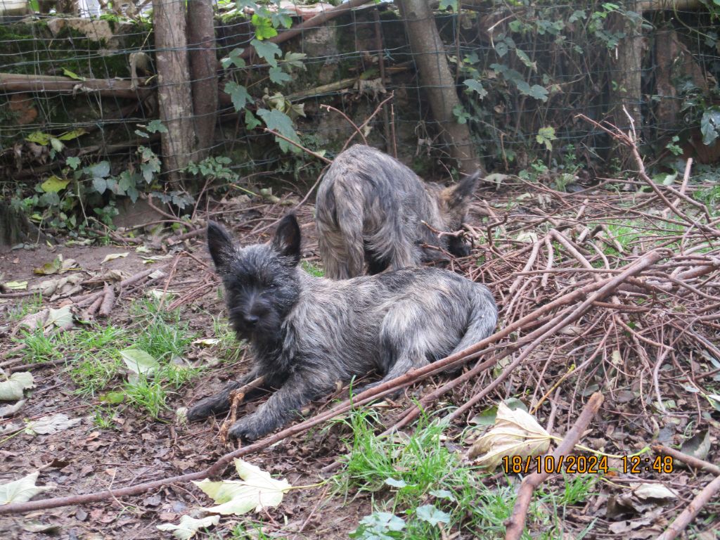 Des Cedres De Bourdane - Chiot disponible  - Cairn Terrier