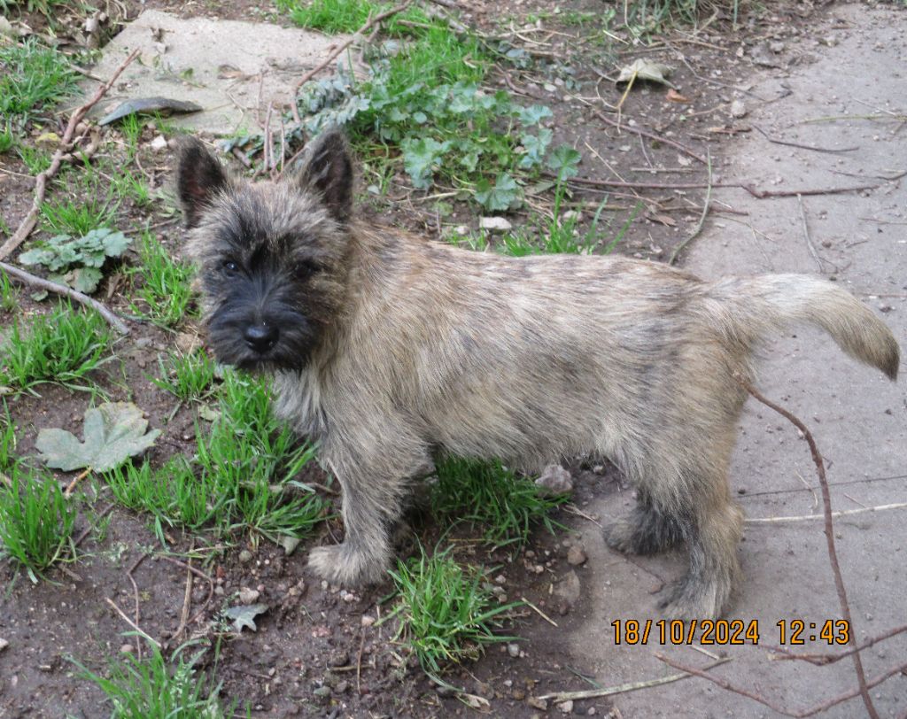 Des Cedres De Bourdane - Chiot disponible  - Cairn Terrier