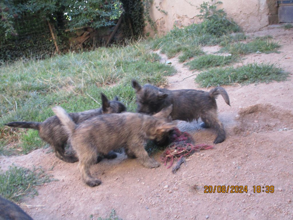 chiot Cairn Terrier Des Cedres De Bourdane