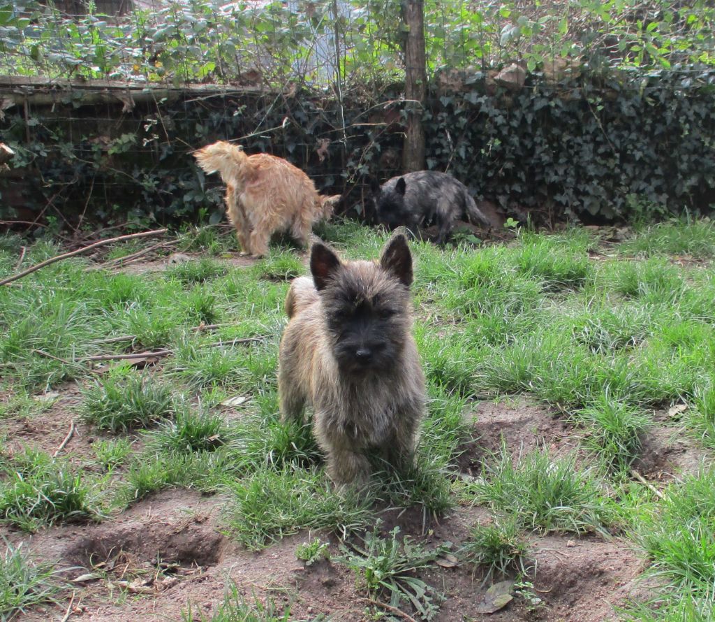 Des Cedres De Bourdane - Chiot disponible  - Cairn Terrier