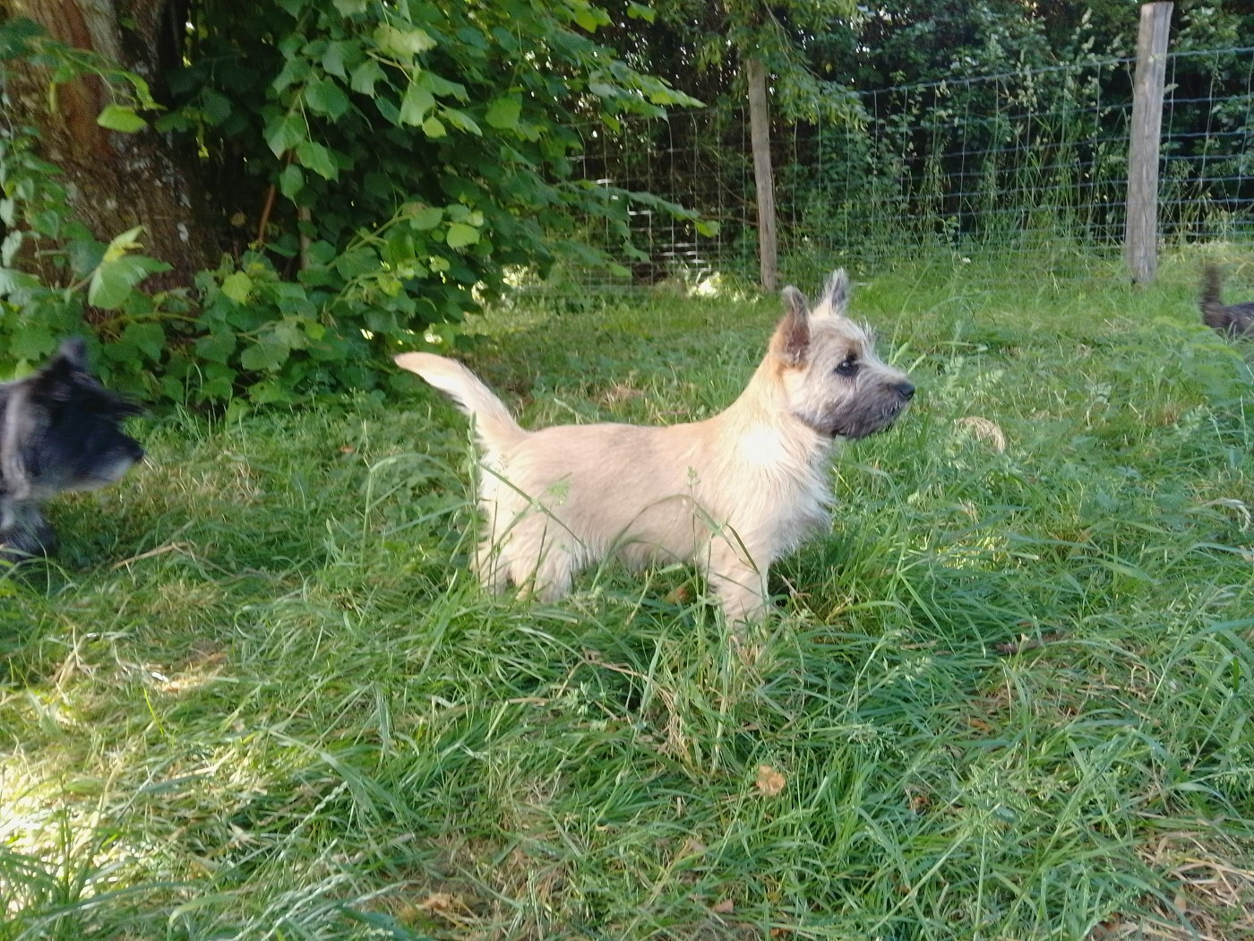 BACCHUS Fils de Uranie et de Timur Lang 2026