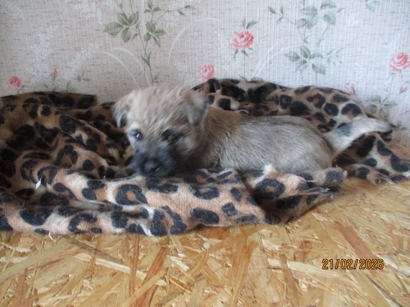 Chiots de Uranie de Timur 2026 Biriatou dit Forrest et Bacchus