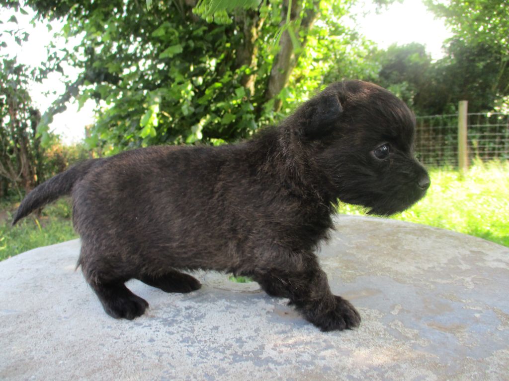 Des Cedres De Bourdane - Chiots disponibles - Cairn Terrier