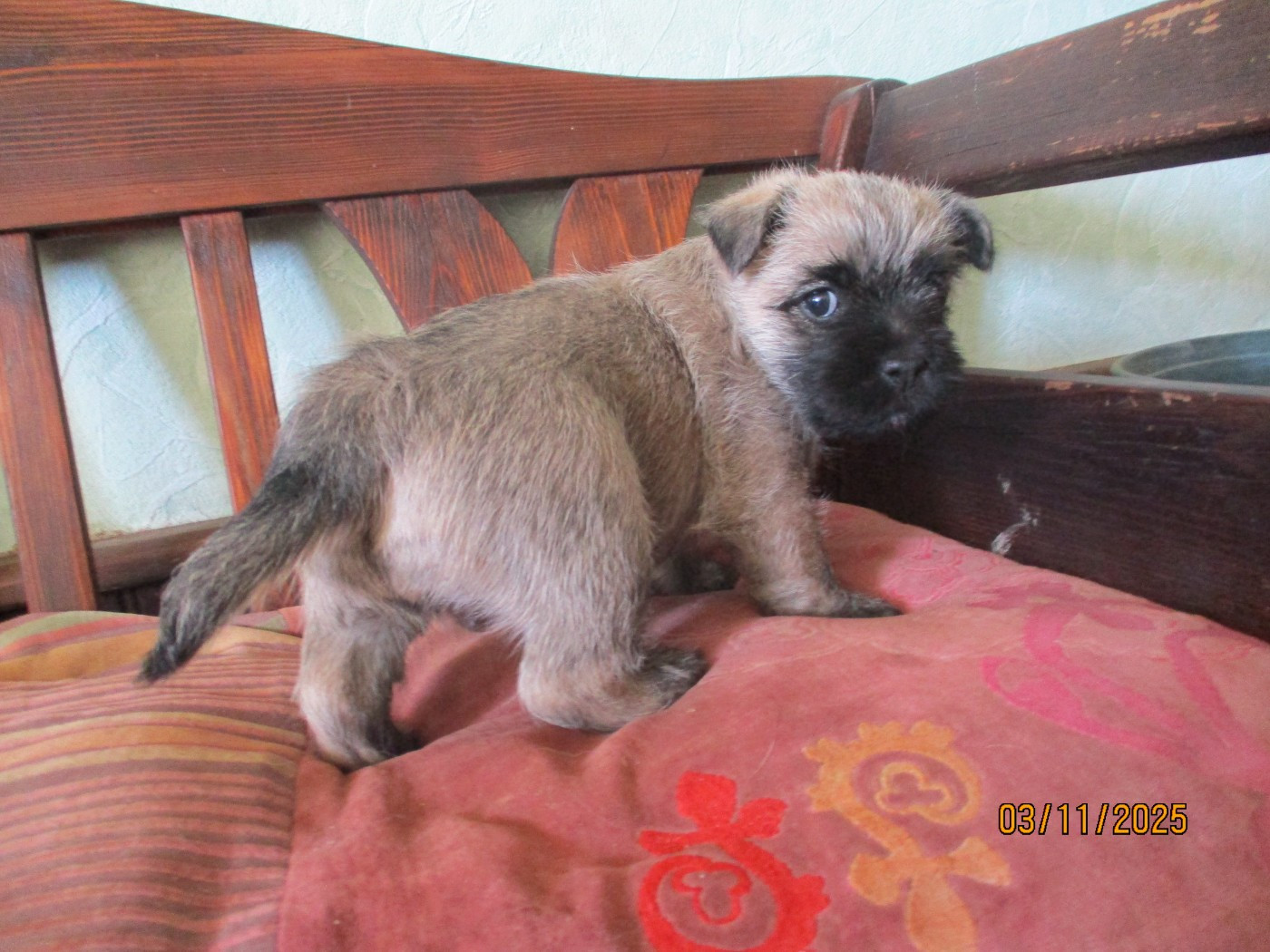 Des Cedres De Bourdane - Chiots disponibles - Cairn Terrier