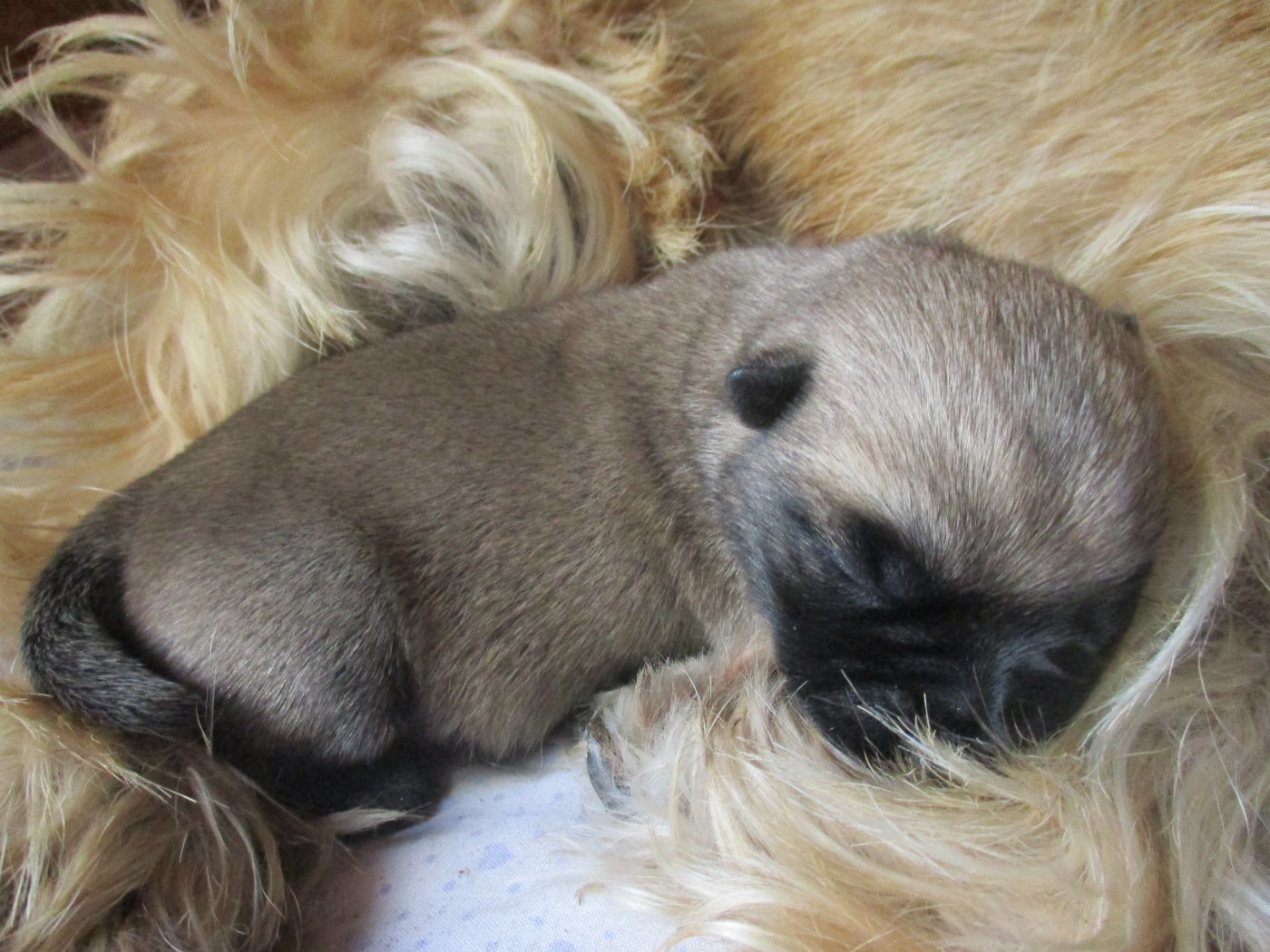 Des Cedres De Bourdane - Cairn Terrier - Portée née le 25/09/2025