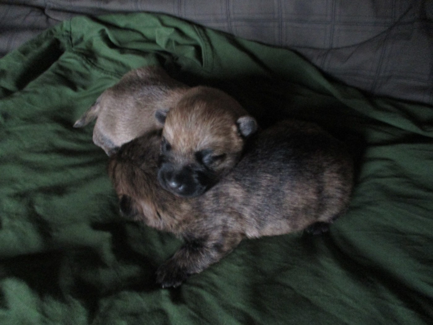 Des Cedres De Bourdane - Chiots disponibles - Cairn Terrier