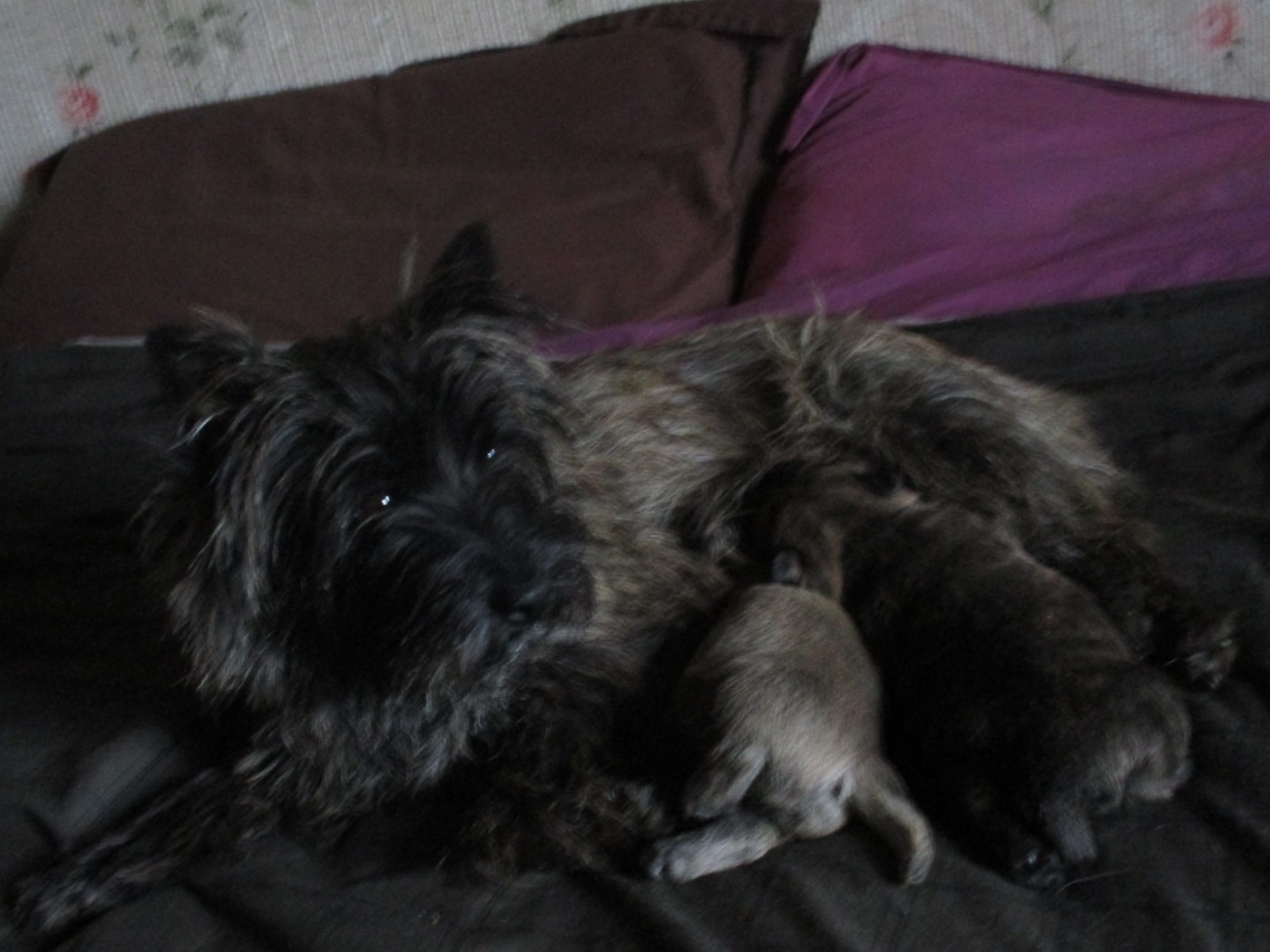 Chiot Cairn Terrier Des Cedres De Bourdane