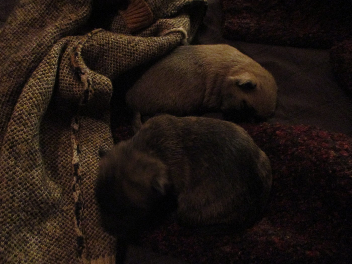 Des Cedres De Bourdane - Chiots disponibles - Cairn Terrier