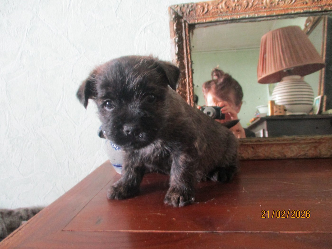 Des Cedres De Bourdane - Chiots disponibles - Cairn Terrier