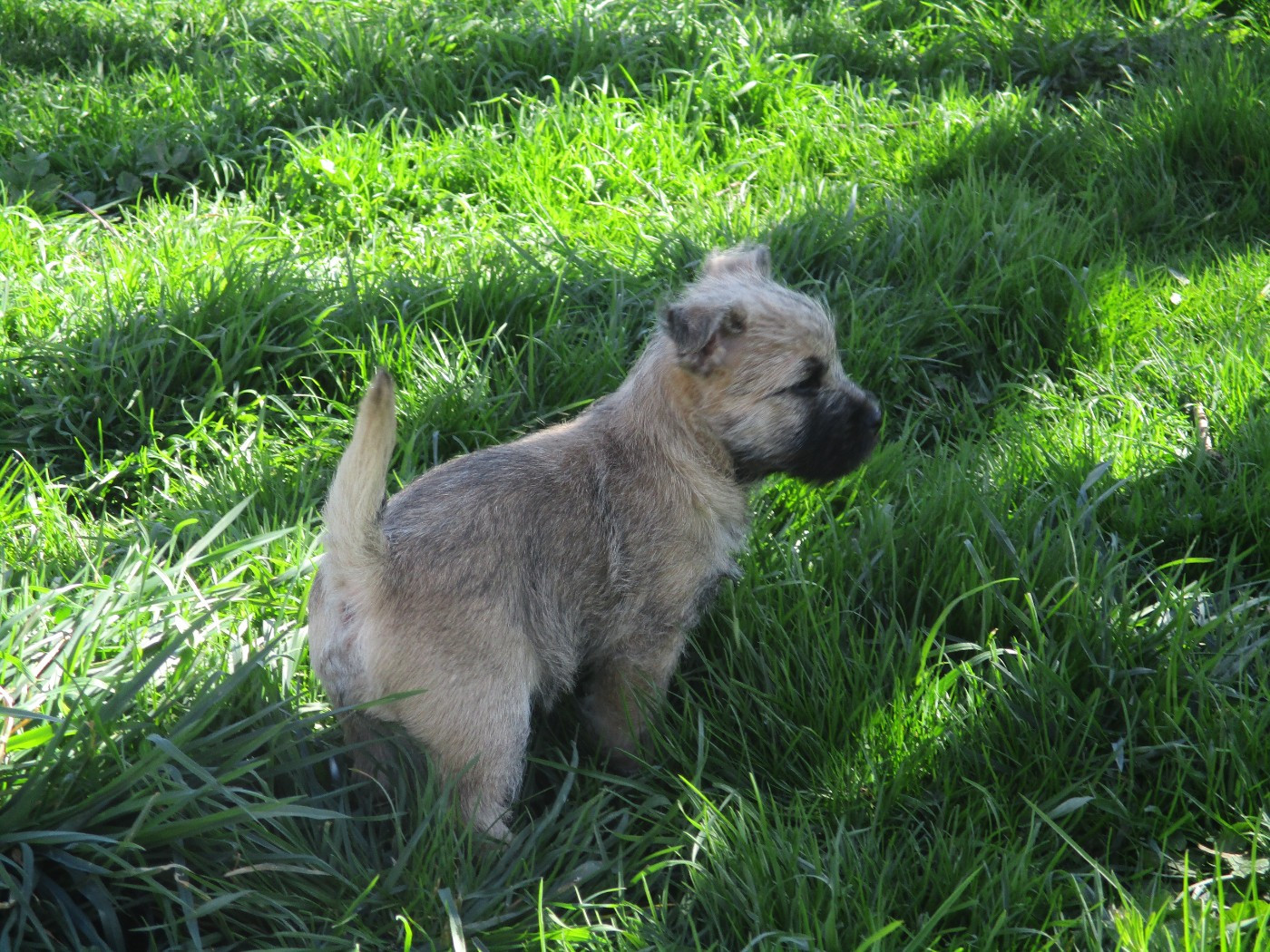 Des Cedres De Bourdane - Chiots disponibles - Cairn Terrier
