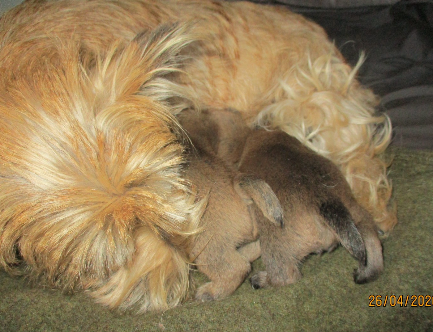 Des Cedres De Bourdane - Cairn Terrier - Portée née le 15/04/2026