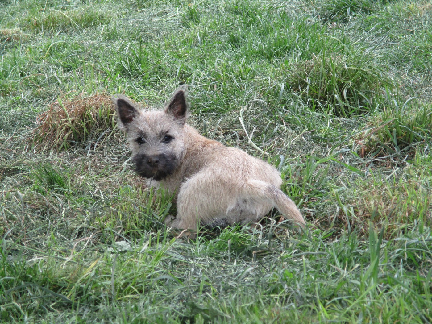 Des Cedres De Bourdane - Chiots disponibles - Cairn Terrier