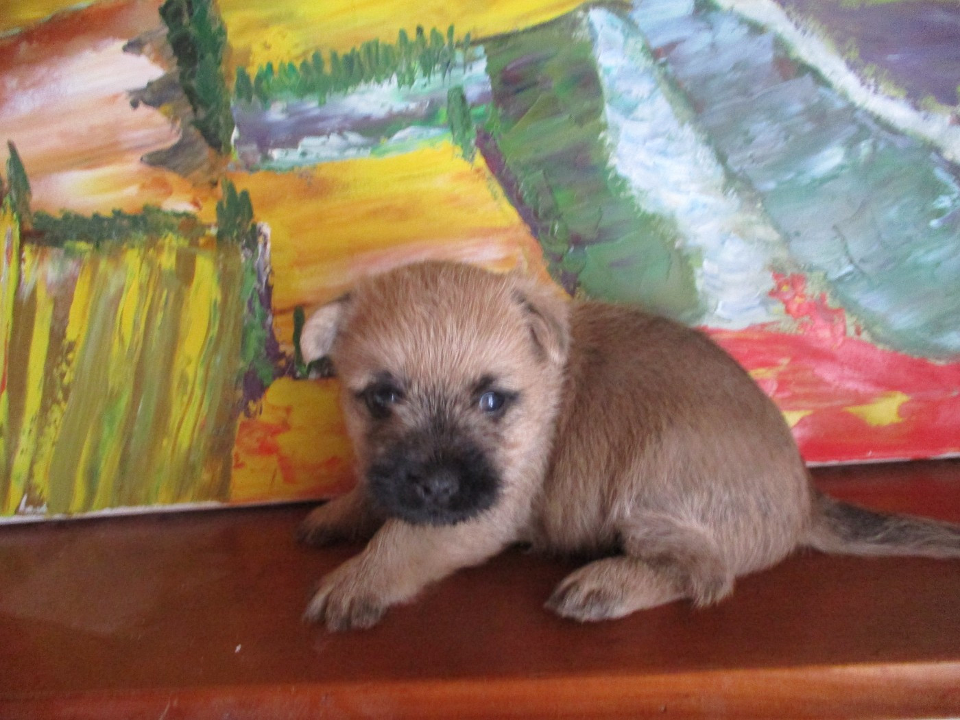 Des Cedres De Bourdane - Chiots disponibles - Cairn Terrier