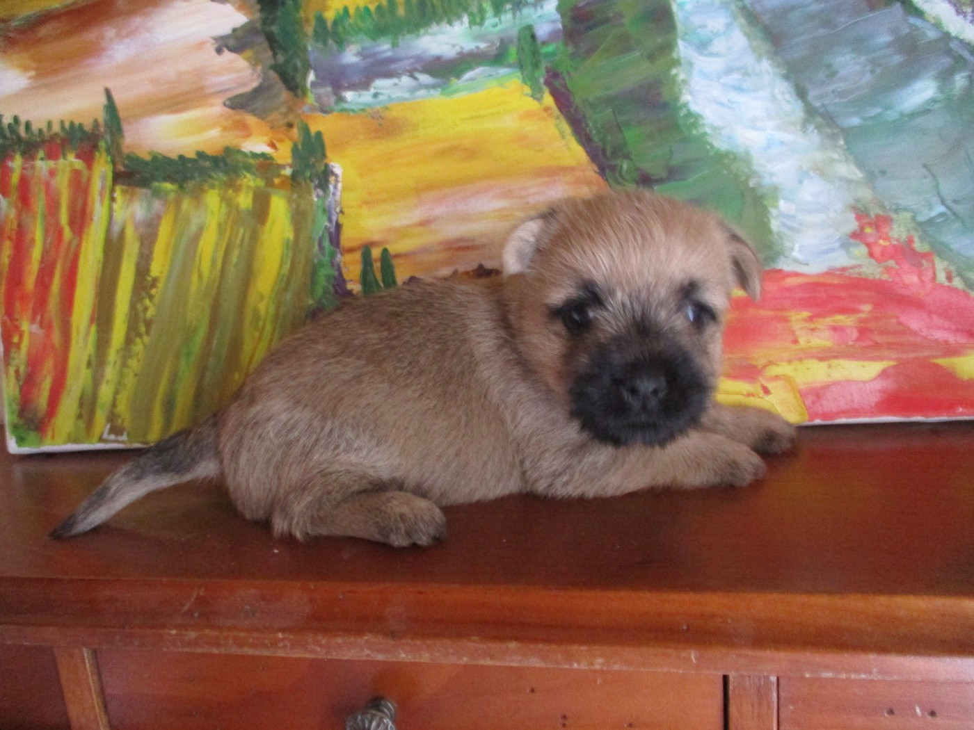 Des Cedres De Bourdane - Chiots disponibles - Cairn Terrier