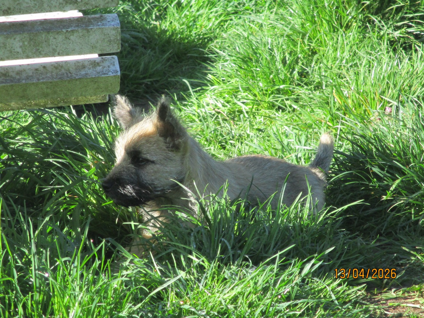 Chiot Cairn Terrier Des Cedres De Bourdane