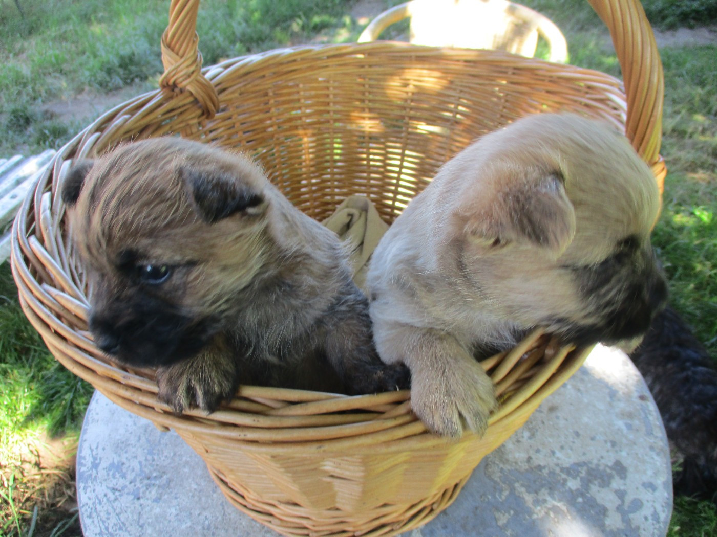 Des Cedres De Bourdane - Chiots disponibles - Cairn Terrier