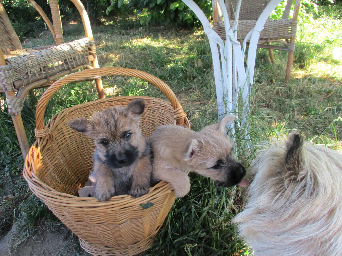 Des Cedres De Bourdane - Cairn Terrier - Portée née le 15/04/2026
