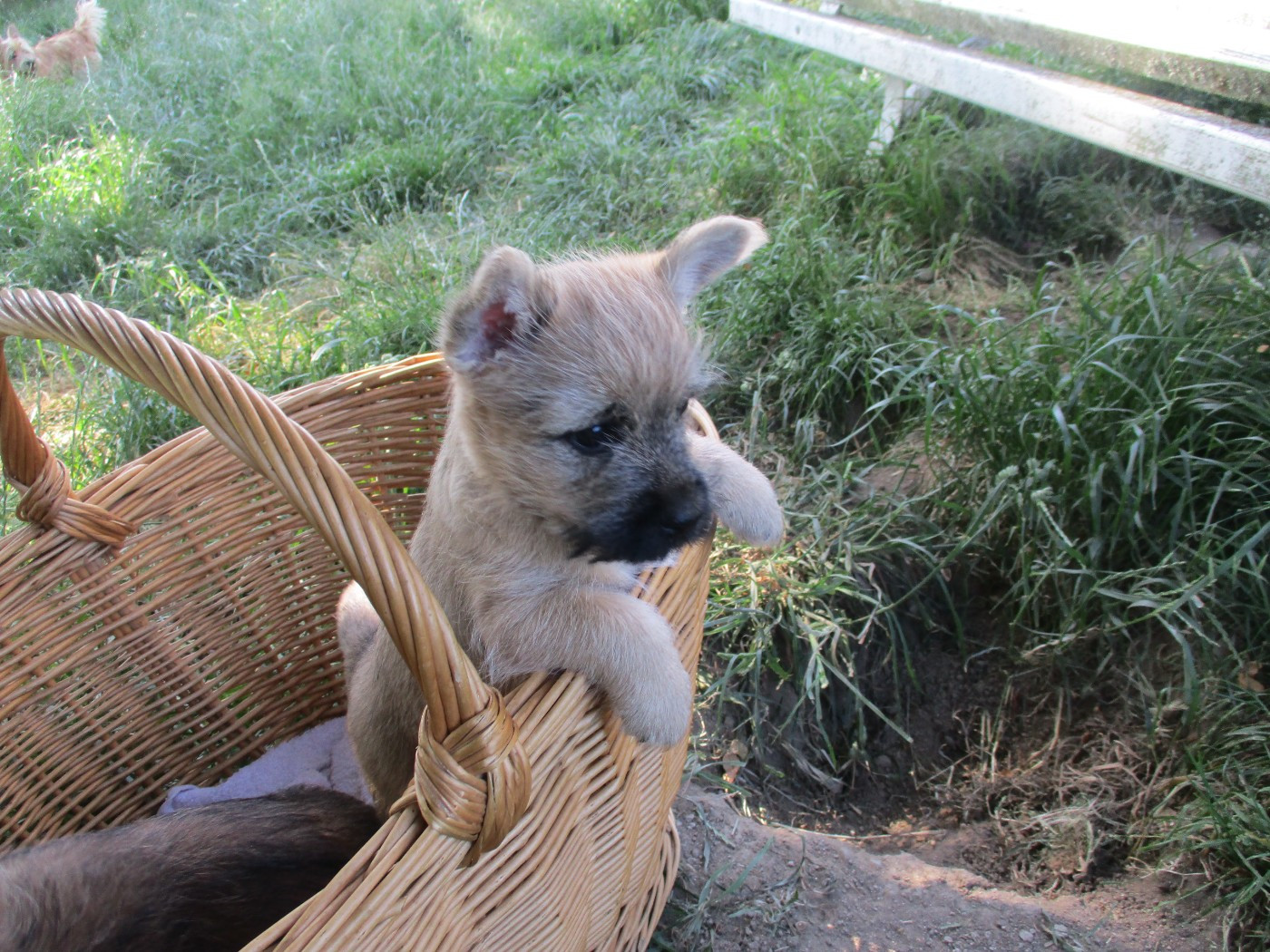 Des Cedres De Bourdane - Chiots disponibles - Cairn Terrier