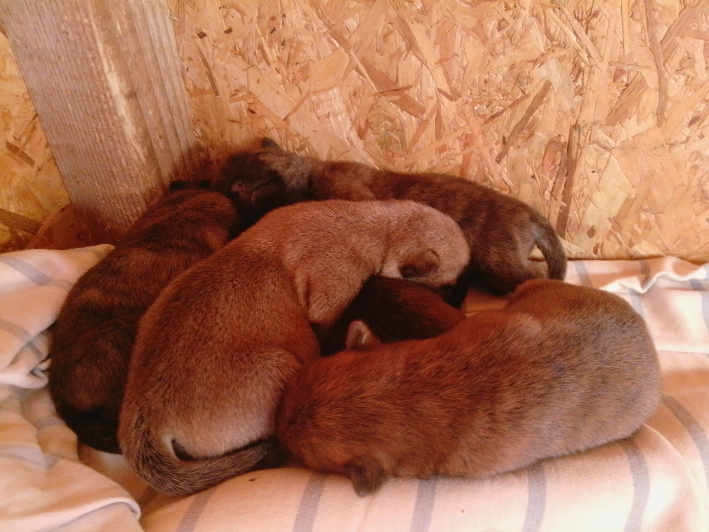 Chiot Cairn Terrier Des Cedres De Bourdane