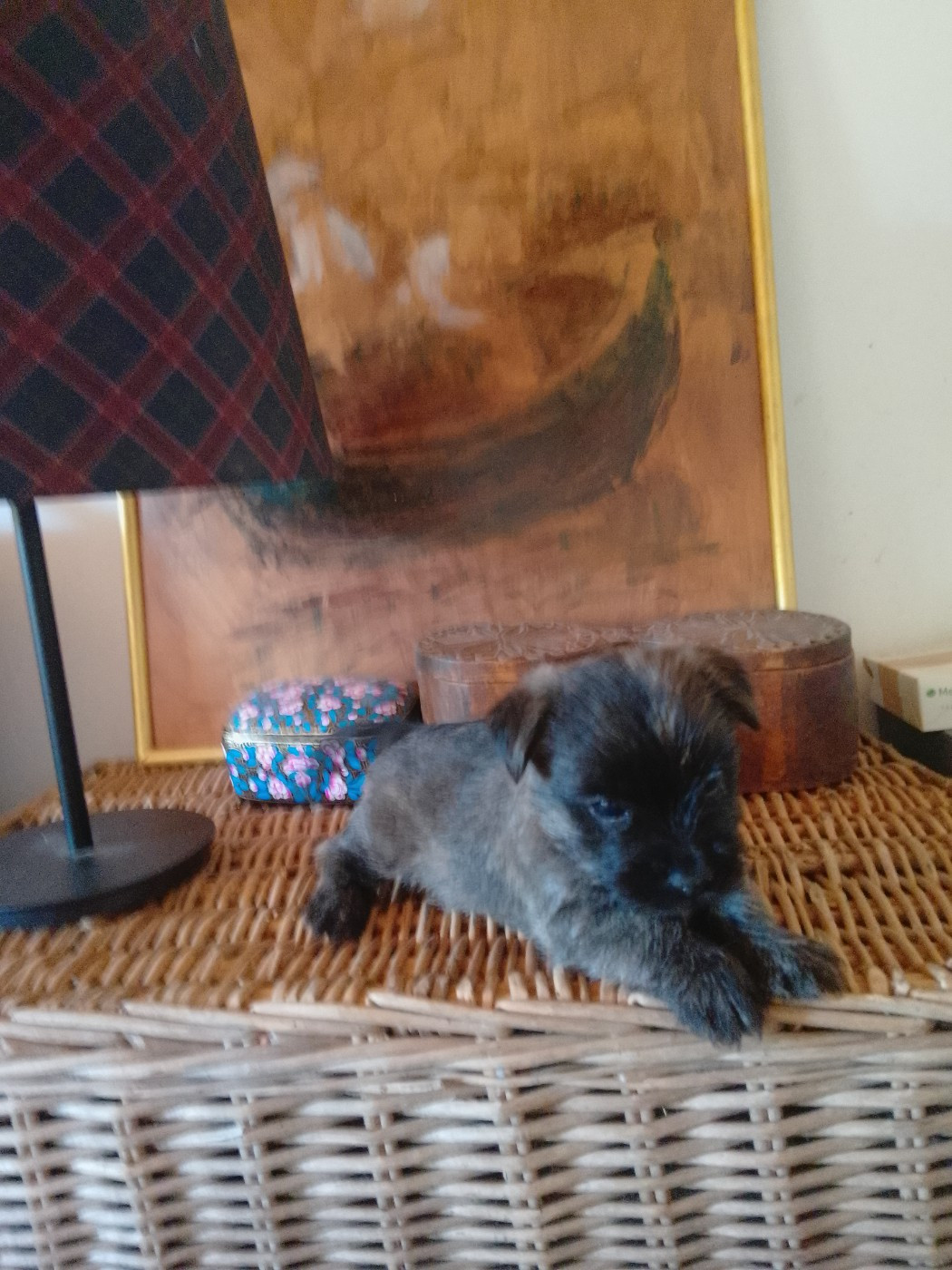 Des Cedres De Bourdane - Chiots disponibles - Cairn Terrier