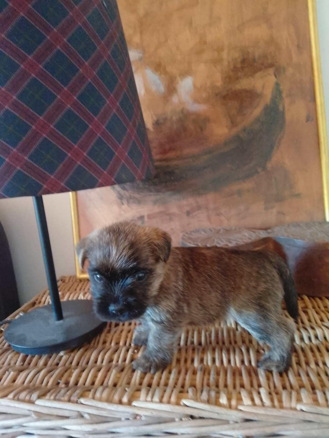Des Cedres De Bourdane - Chiots disponibles - Cairn Terrier