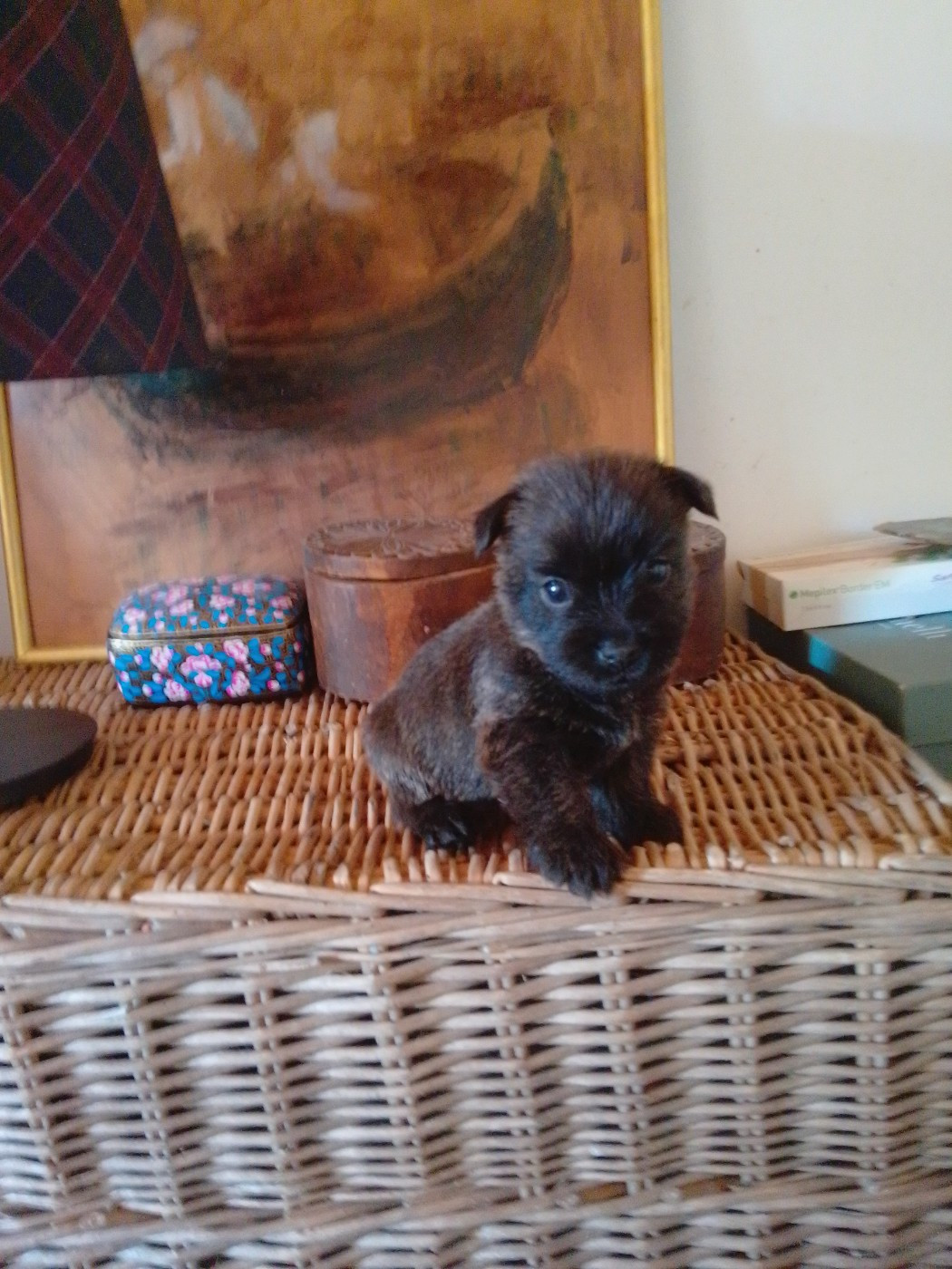 Des Cedres De Bourdane - Chiots disponibles - Cairn Terrier