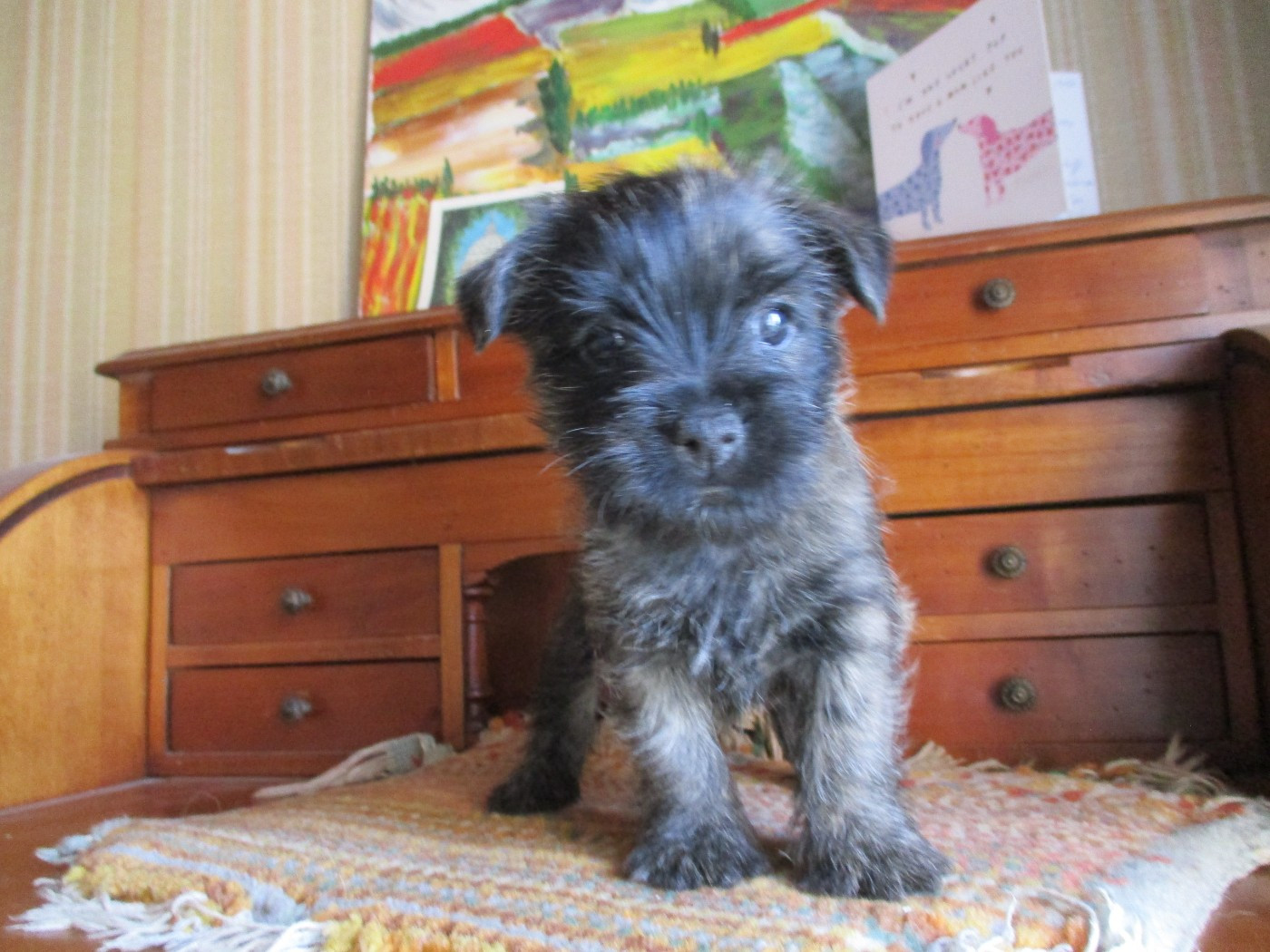 Des Cedres De Bourdane - Chiots disponibles - Cairn Terrier