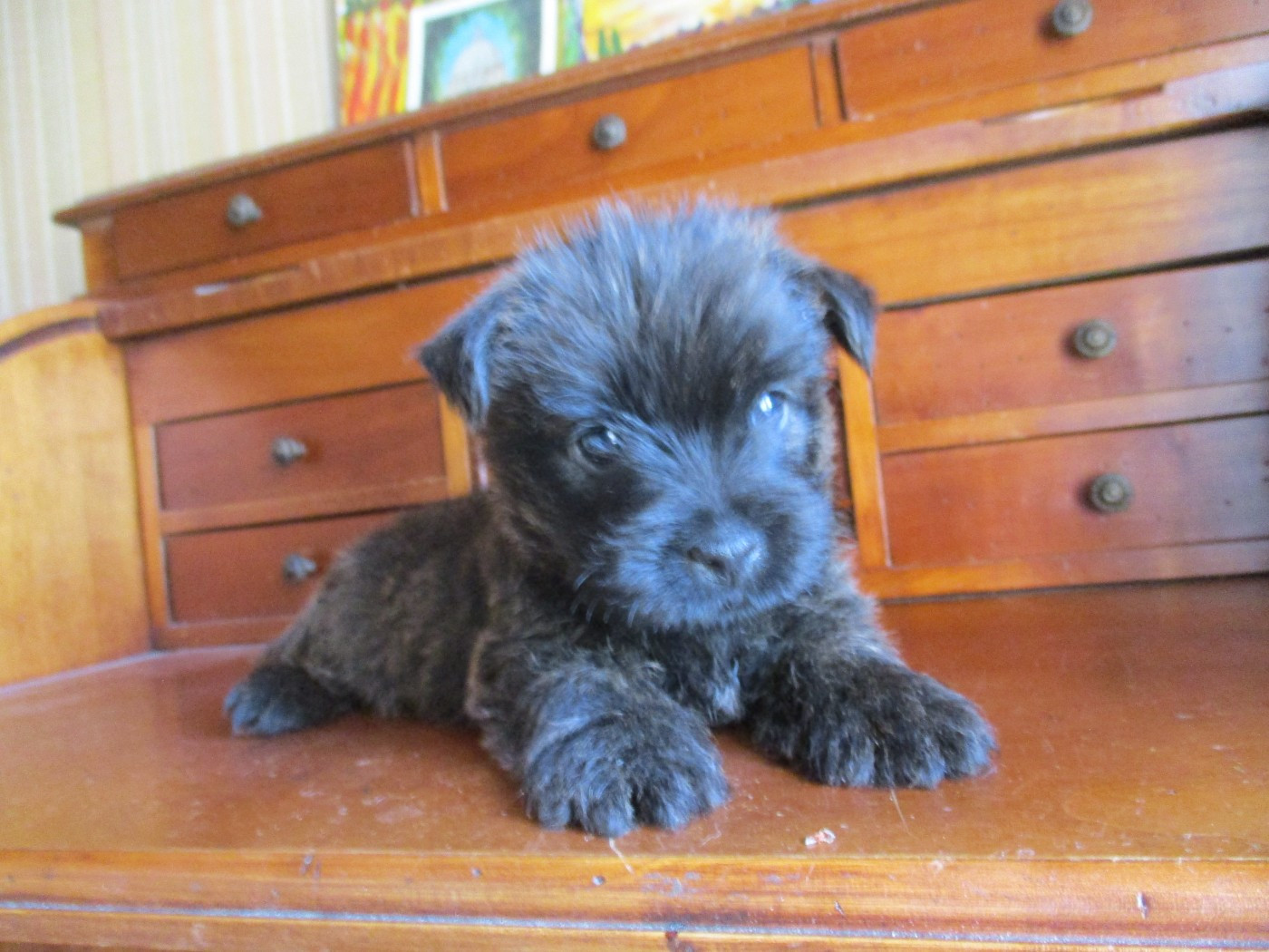 Des Cedres De Bourdane - Chiots disponibles - Cairn Terrier