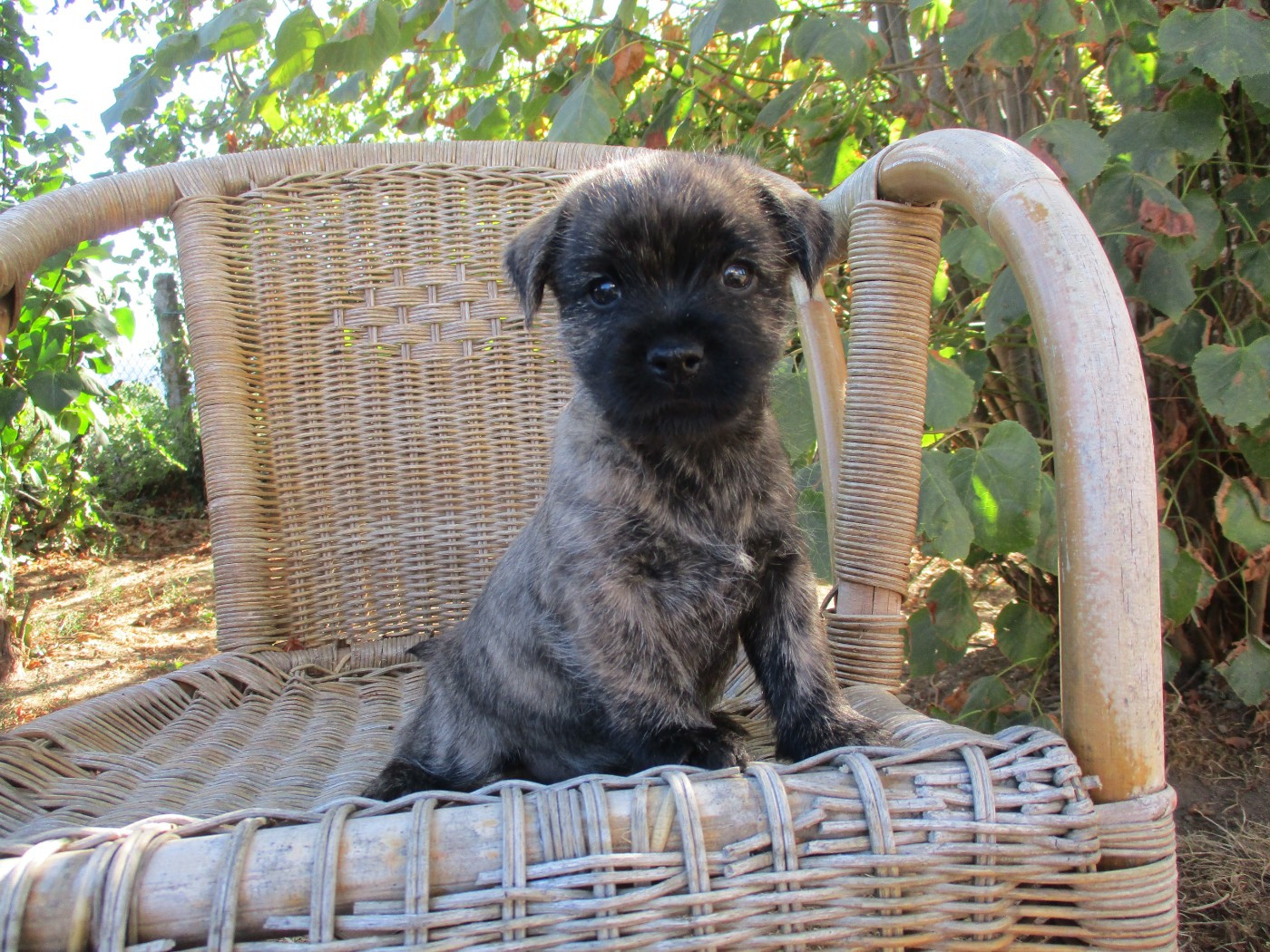 Des Cedres De Bourdane - Chiots disponibles - Cairn Terrier