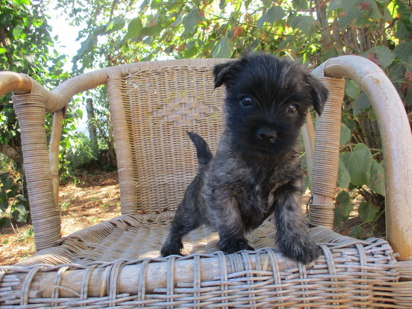 Des Cedres De Bourdane - Chiots disponibles - Cairn Terrier