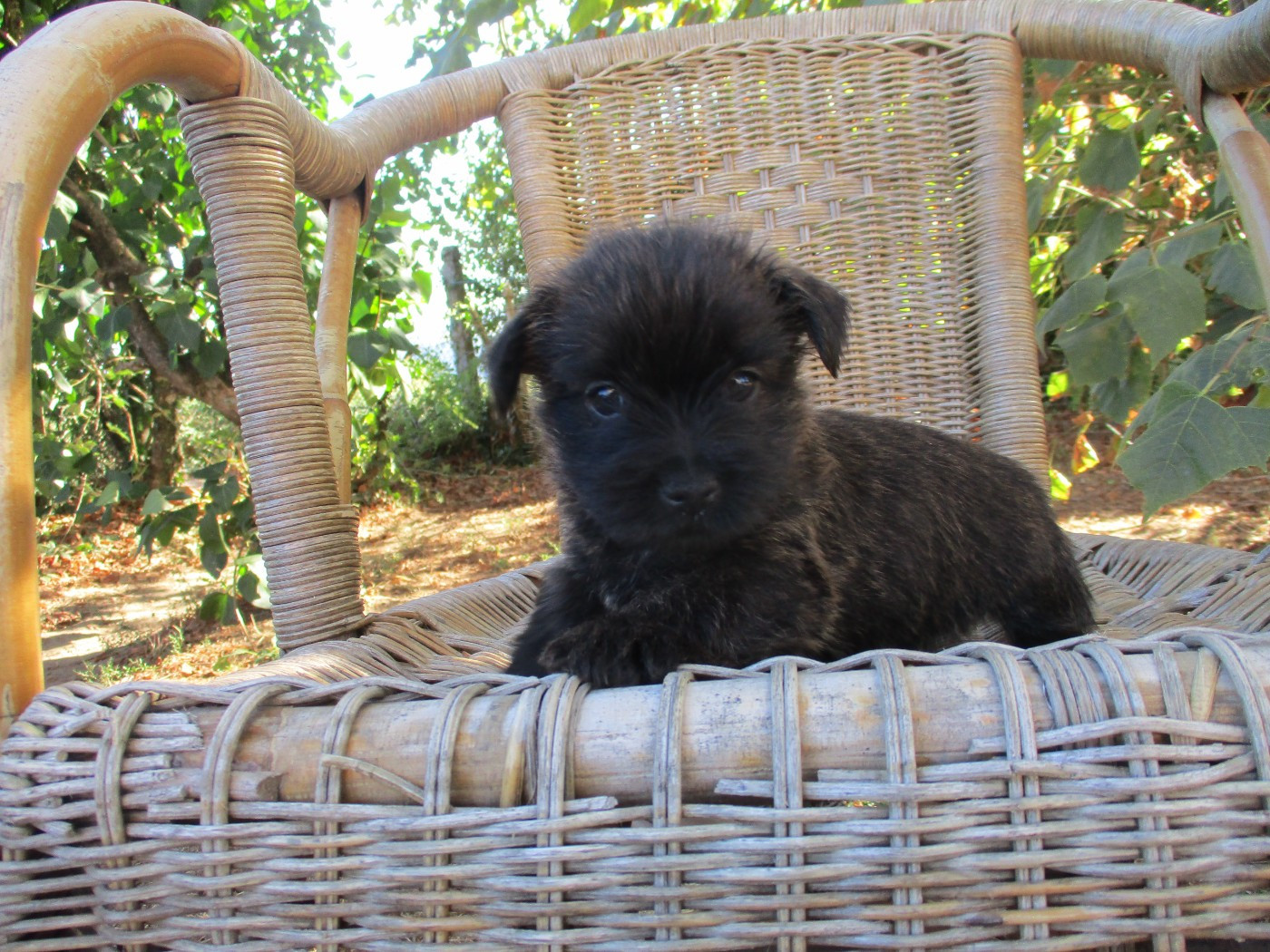 Des Cedres De Bourdane - Chiots disponibles - Cairn Terrier