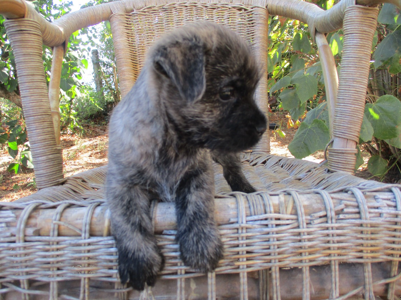 Des Cedres De Bourdane - Chiots disponibles - Cairn Terrier