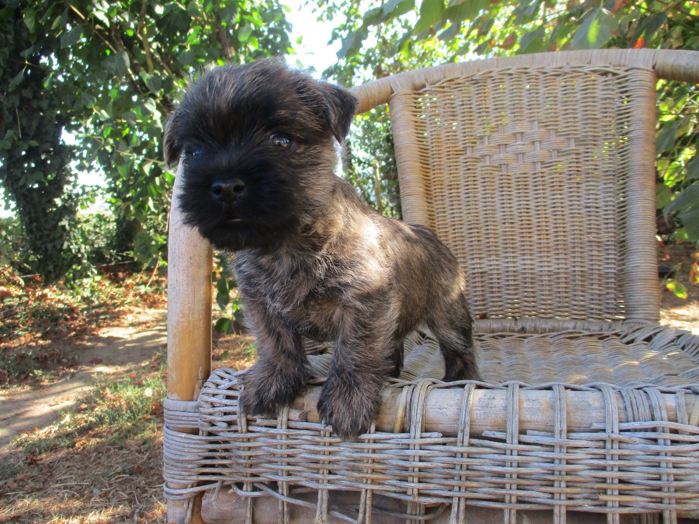 Des Cedres De Bourdane - Chiots disponibles - Cairn Terrier