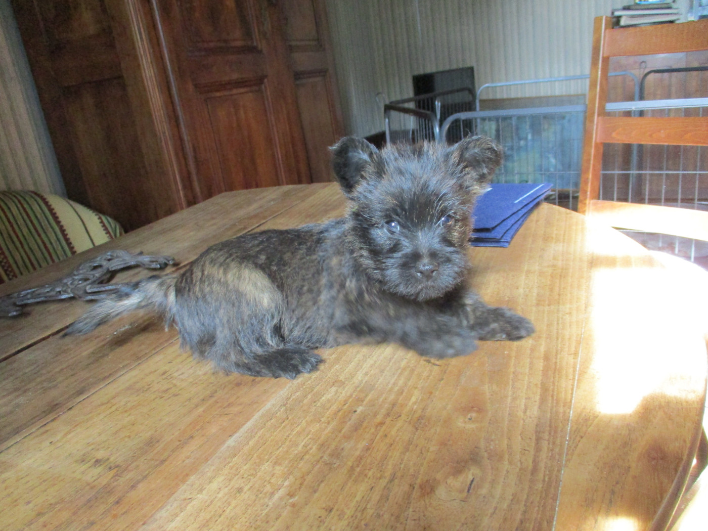 Des Cedres De Bourdane - Chiots disponibles - Cairn Terrier