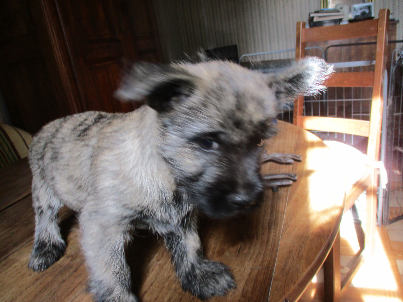Des Cedres De Bourdane - Chiots disponibles - Cairn Terrier