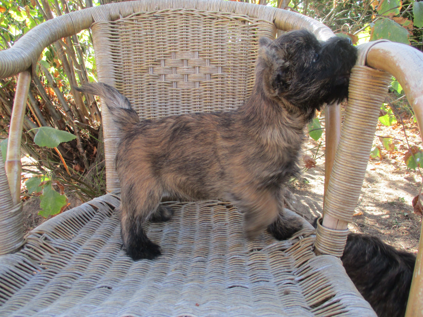Des Cedres De Bourdane - Chiots disponibles - Cairn Terrier
