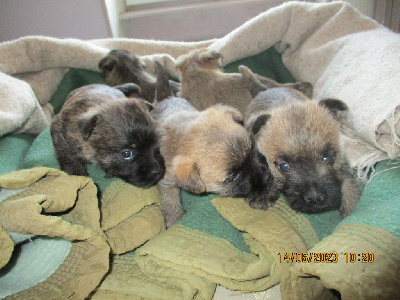CHIOT