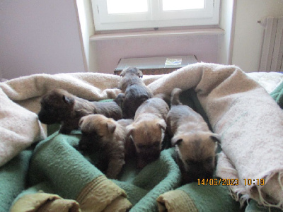 CHIOT