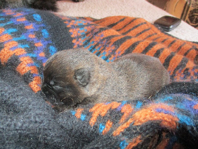 CHIOT