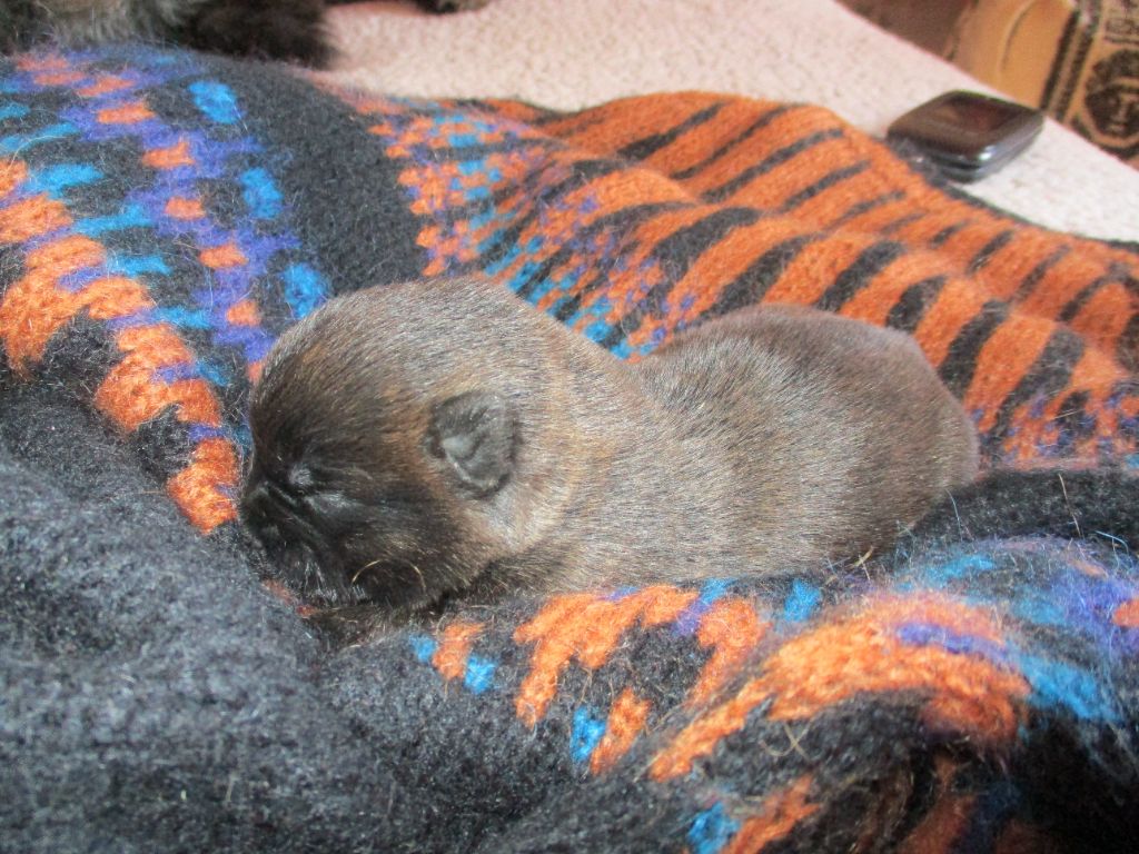 Des Cedres De Bourdane - Chiots disponibles - Cairn Terrier