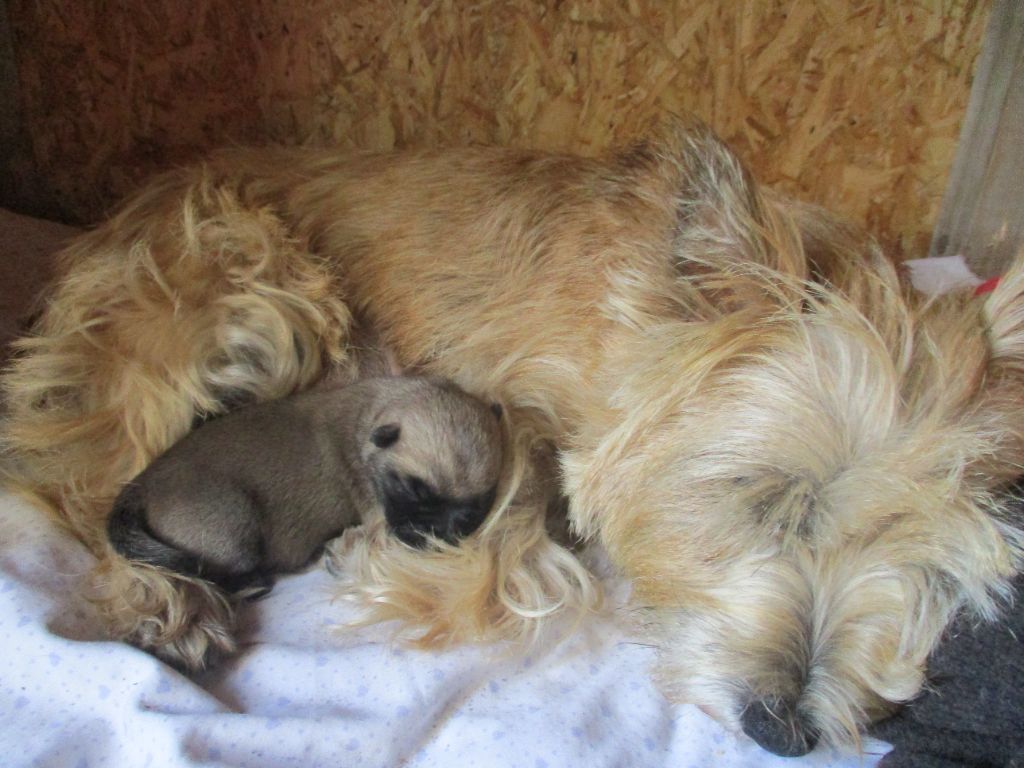 Chiot Cairn Terrier Des Cedres De Bourdane