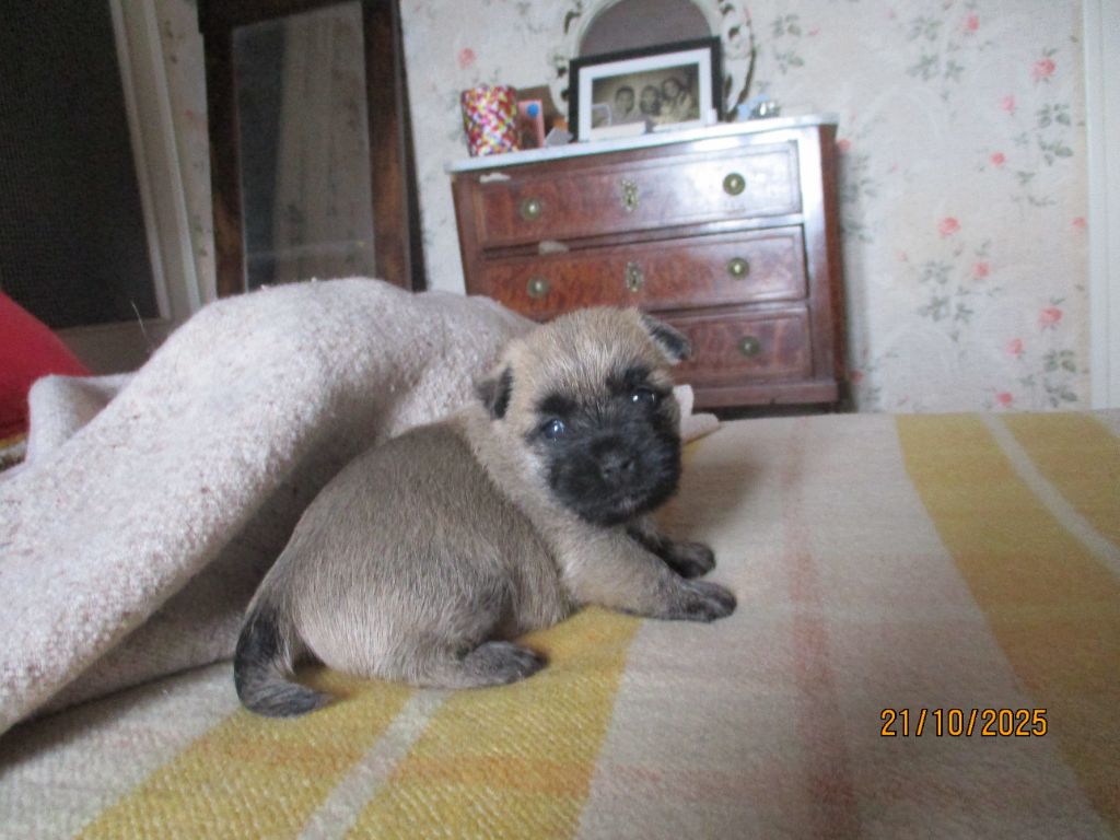 Des Cedres De Bourdane - Chiots disponibles - Cairn Terrier